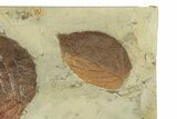 Plate with Two Fossil Leaves (Two Species) - Montana #270996-2